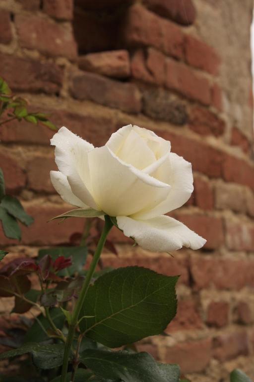 Domaine De Belcayre Bed & Breakfast Montauban Ngoại thất bức ảnh