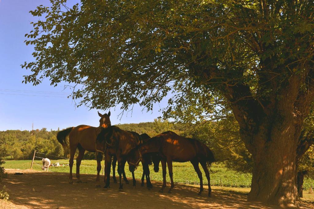 Domaine De Belcayre Bed & Breakfast Montauban Ngoại thất bức ảnh